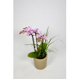 ORHIDEJA MINIFLORA MIX 5 BARV L7