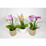 ORHIDEJA MINIFLORA MIX 5 BARV L7