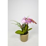 ORHIDEJA MINIFLORA MIX 5 BARV L7