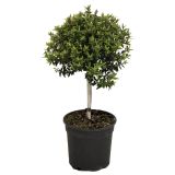 MIRTA L17 MYRTUS COMMUNIS