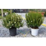 SEZONSKA RASTLINA MIRTA MICROPHYLLA L15