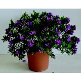 MIRTOLISTNA GREBENUŠA L17