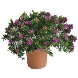 MIRTOLISTNA GREBENUŠA L20