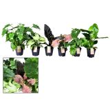 MIX ZELENIH RASTLIN MIX 4 SORTE L14