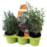 MIX DIŠAVNIC IN ZELIŠČ DIŠAVNICE MEŠANO L9