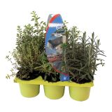 MIX DIŠAVNIC IN ZELIŠČ DIŠAVNICE ZA RIBE L9