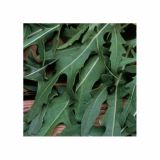 MIX DIŠAVNIC IN ZELIŠČ VOLMARY DIVJA RUKOLA L12