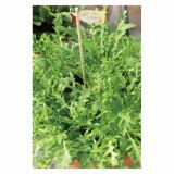 MIX DIŠAVNIC IN ZELIŠČ VOLMARY DIVJA RUKOLA L12