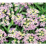 MIX ENOLETNIC VOLMARY L11