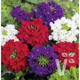 MIX ENOLETNIC VOLMARY L11