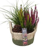 MIX JESENSKIH RASTLIN NASAD PTHO4170 V KOŠARI L17 CM