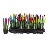 TAŠČIN JEZIK MIX L8.5