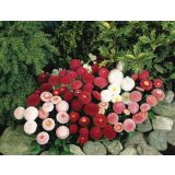 MIX POMLADNIH RASTLIN BELLIS L9