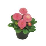 MIX POMLADNIH RASTLIN BELLIS L9