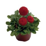 MIX POMLADNIH RASTLIN BELLIS L9