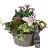 MIX POMLADNIH RASTLIN NASAD PTPP6818 V OKRAS. POSODI L16 CM