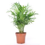 MIX ZELENIH RASTLIN MIX L12