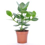 MIX ZELENIH RASTLIN MIX L12