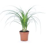 MIX ZELENIH RASTLIN MIX L12