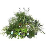 MIX ZELENIH RASTLIN MIX V OBEŠANKI L17