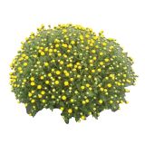 KRIZANTEMA MNOGOCVETNA V SKLEDI PREMER 22 CM