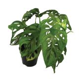 MONSTERA L15