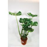 MONSTERA DELICIOSA