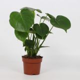 MONSTERA DELICIOSA L12