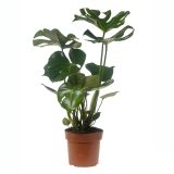 MONSTERA DELICIOSA L19 CM