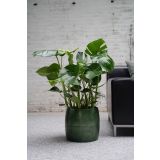 MONSTERA DELICIOSA L19 CM