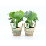MONSTERA DELICIOSA V OKRAS. LON. NOAH STRIPE L14 CM