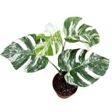 MONSTERA DELICIOSA VARIEGATA L17 CM