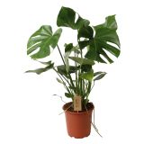 MONSTERA L17