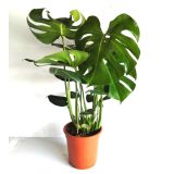 MONSTERA L21