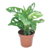 MONSTERA LEICHTLINII L12