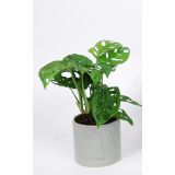 MONSTERA LEICHTLINII V OKRASNEM LONCU L12