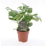 MONSTERA MINIMA L12