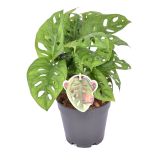 MONSTERA MONKEY LEAF L14