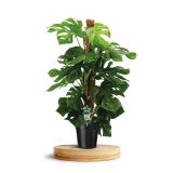 MONSTERA PERTUSUM L24
