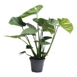 MONSTERA TAUERRII L17 CM