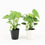 MONSTERA V OKRASNEM LONCU L13