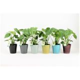 MONSTERA V OKRASNEM LONCU L13