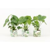 MONSTERA V OKRASNEM LONCU L14