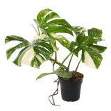 MONSTERA L17