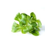 LISTNA ZELENJAVA L'ORTO FRUTTIFERO MOTOVILEC 8/1 VALERIANA TROPY KULTIPAK