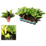 KROTON MRS ICETON L12