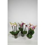 ORHIDEJA MULTIMIX 5 BARV L12