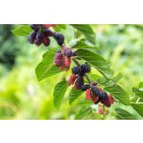 MURVA GALICIJA ČRNA L24