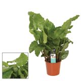 KALATEJA MUSAICA NETWORK L17