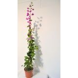 BUGENVILIJA NA STEBLU L16